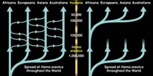 Figure 1: The “Out of Africa” hypothesis and the “multiregional theory”. By following the relatedness of modern humans the most common recent ancestor can be assessed (electrobleme 2017).