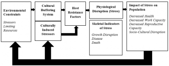 Figure 1. Self-adaptation of Good and Armelagos (1989) revised stress interpretation model, from Temple and Goodman, 2014.  