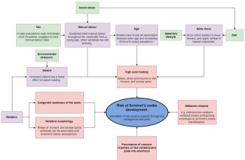 Figure 10: Simplified diagram showing the multiple factors that could affect Schmorl’s nodes formation. The primary risk factors influencing schmorl’s nodes development are outlined (in red boxes), in addition to the variables influencing the outlined risk factors (purple boxes), and some of the factors affecting these variables (green boxes)(Authors own).