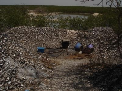 Figure 3 - A Senegal shell midden in the making (Image Copyright - Matt Williams)