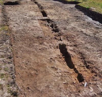 Intact sections of the palisade foundations in Trench AG (Used with kind permission of Barbara Grant)