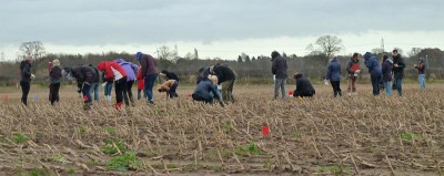 University of York students collecting finds whilst fieldwalking in grids at Torksey (Image Copyright: Julian D. Richards)