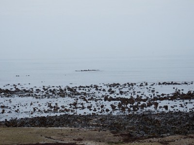 Figure 5. Location of the site at which the _SS Princesse Clementine_ was grounded on Penny Steel, Staithes, North Yorkshire, UK is marked by her boiler, which because of its robust construction has survived and is now covered by a forest of kelp (3-4 metres broad) visible in the centre of this photograph taken on 14th September 2014.