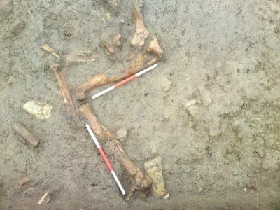 Figure 3: Articulated cow skeleton in NW corner of Test Trench A. (credit: author)