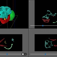 Chimpanzee skull segmentation process using Avizo lite.